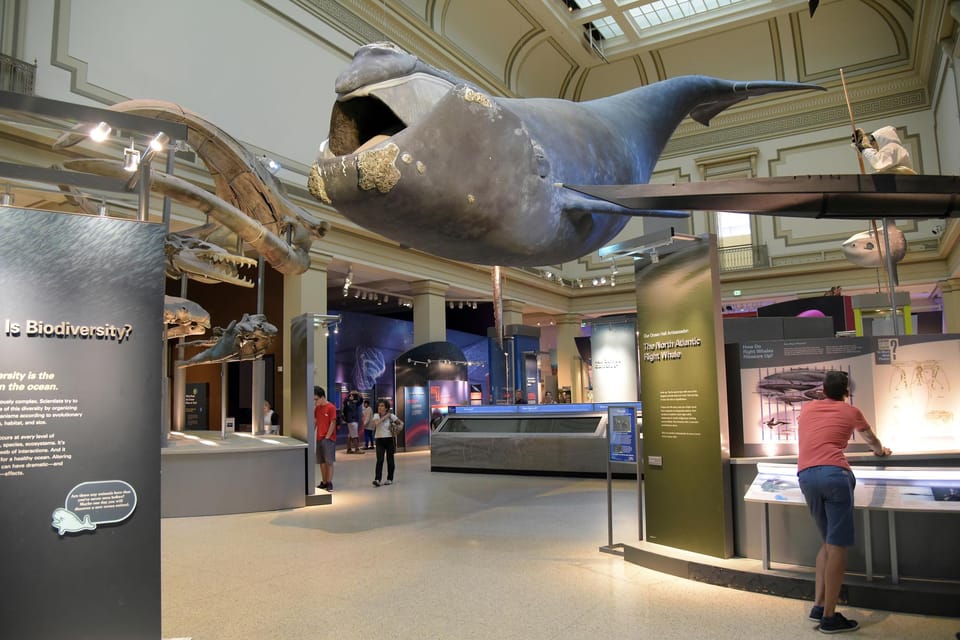 American History/Natural History Museum Combo Guided Tour - Small Group Size and Live English Guide: The Value of Being Able to Keep Up