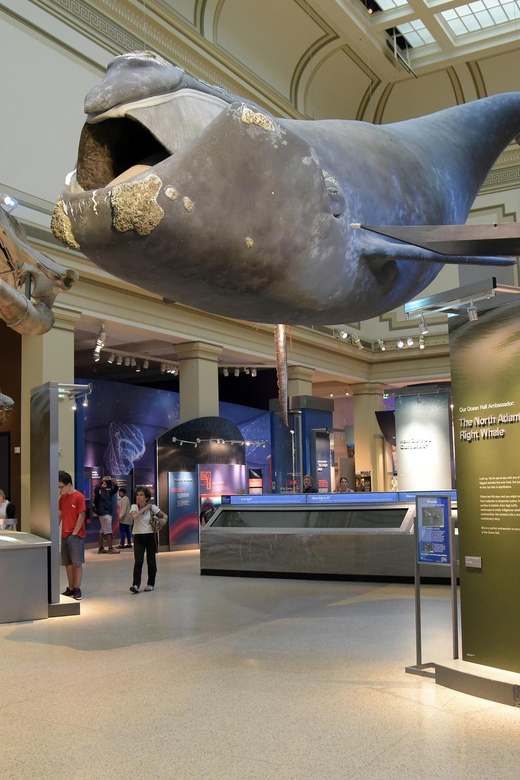 American History/Natural History Museum Combo Guided Tour - Who This Tour Fits Best (and Who Might Prefer Solo Time)
