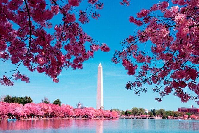 Cherry Blossom & Monuments Tour with Washington Monument, Museums - Key Highlights You’ll Feel Right Away