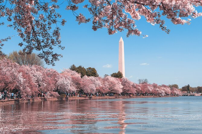 Cherry Blossom & Monuments Tour with Washington Monument, Museums - Memorial Marathon With Lincoln, MLK, FDR, and More
