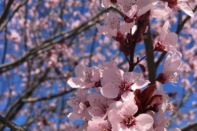 DC Kenwood Cherry Blossoms Half-Day Small Group Tour - Key Points Worth Knowing Before You Go