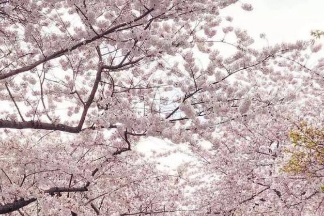DC Kenwood Cherry Blossoms Half-Day Small Group Tour - Kenwood’s Cherry Blossoms: Why This Neighborhood Feels Different