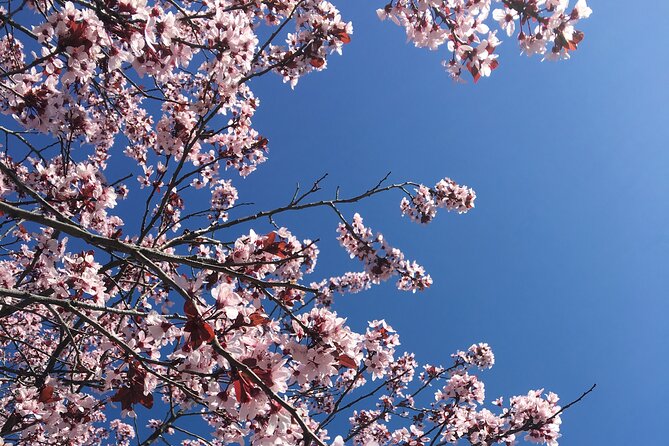 DC Kenwood Cherry Blossoms Half-Day Small Group Tour - Returning to the City: How the Tour Extends Into Your Rest of Day