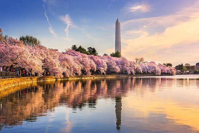 DC Kenwood Cherry Blossoms Half-Day Small Group Tour - Pickup and Drop-Off: Where It Can Feel Smooth or Slightly Annoying