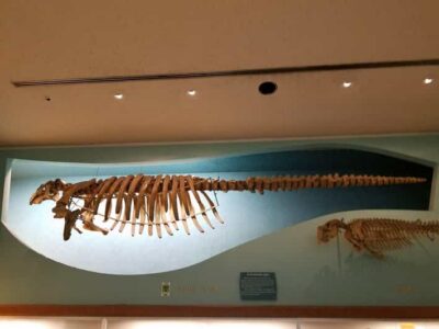 Guided Tour of The Natural History Museum - The Hope Diamond story: cursed history with real museum payoff