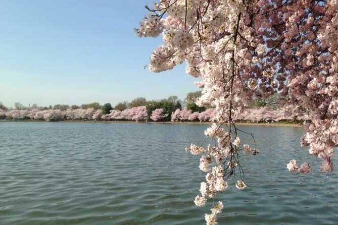 NYC to D.C Day Trip: Thomas Jefferson Memorial to Cherry Blossoms - 7:00 AM Pickup and Comfortable Transport That Actually Matters