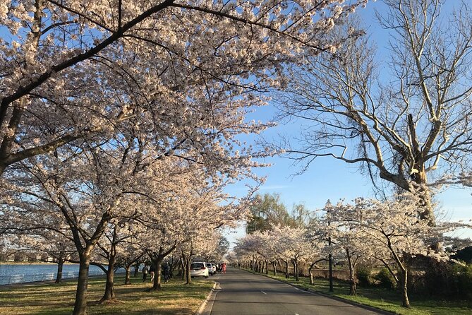 NYC to D.C Day Trip: Thomas Jefferson Memorial to Cherry Blossoms - How the Cherry Blossom Portion Works: Optional In-Depth Tour Option