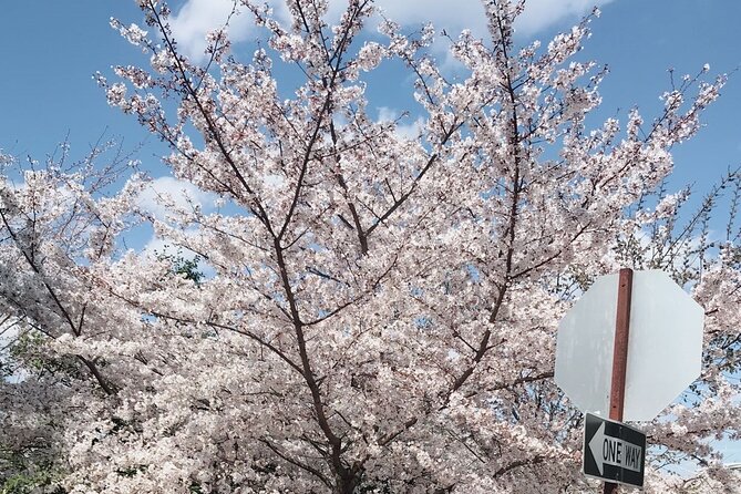 NYC to D.C Day Trip: Thomas Jefferson Memorial to Cherry Blossoms - Photo Stops Beyond the Tidal Basin: MLK Jr. Memorial and Best Angles