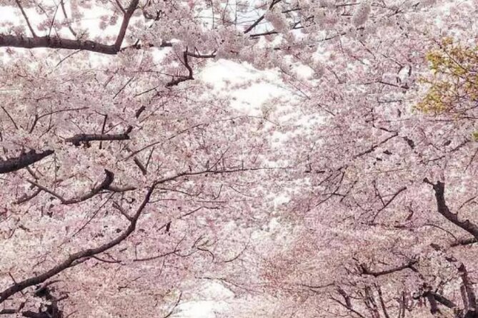 NYC to D.C Day Trip: Thomas Jefferson Memorial to Cherry Blossoms - Nature Lovers’ Bonus: Hains Point Loop Trail Blossom Views