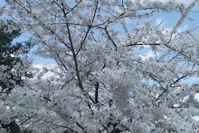 NYC to D.C Day Trip: Thomas Jefferson Memorial to Cherry Blossoms - What’s Included (and What You’ll Pay Extra)