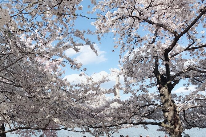 NYC to D.C Day Trip: Thomas Jefferson Memorial to Cherry Blossoms - Timing Reality: Start Early, Expect Traffic, Plan Like a Local