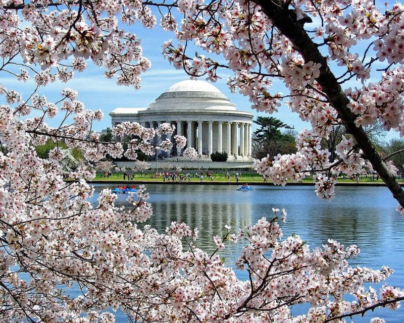 Washington DC: Cherry Blossom Walking Tour - Cherry Blossoms and the National Mall on Foot