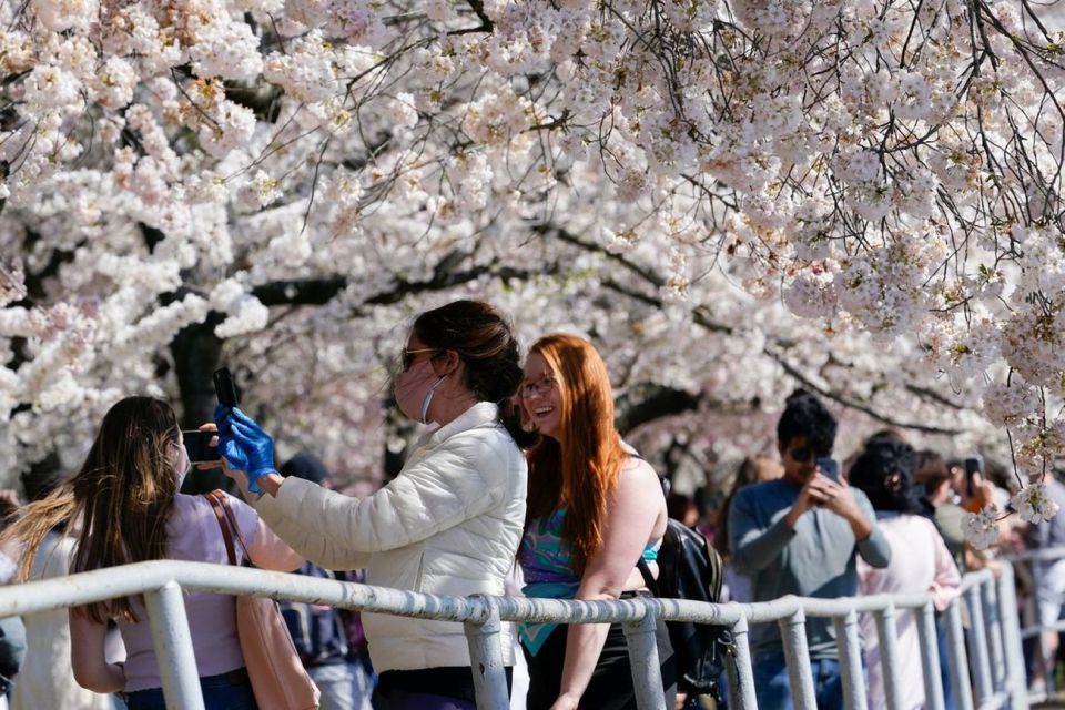 Washington DC: Cherry Blossom Walking Tour - Meeting Point and the DC parking reality