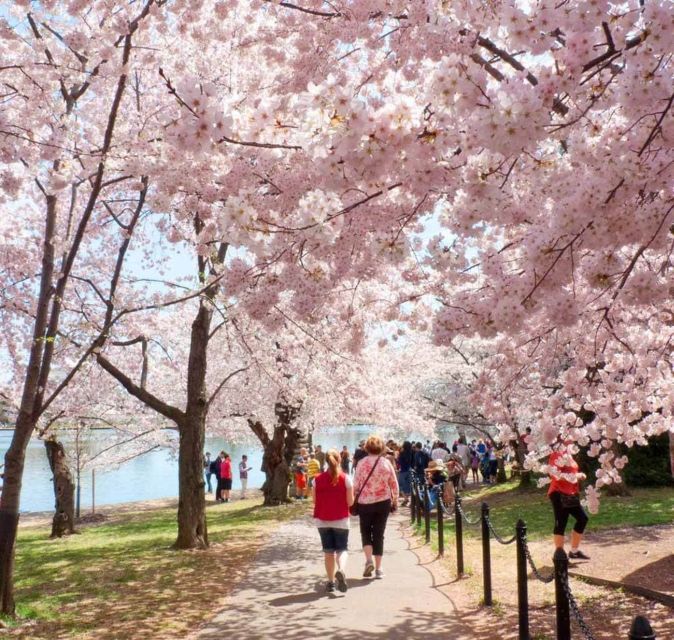 Washington DC: Cherry Blossom Walking Tour - Why the guide makes a difference here