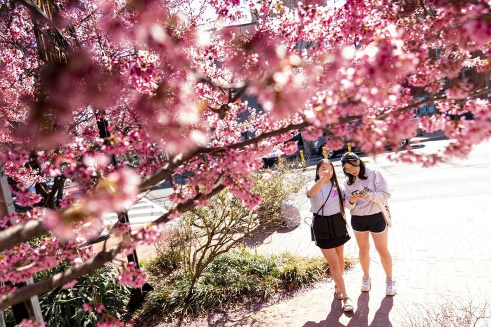 Washington DC: Cherry Blossom Walking Tour - Price and value: is $45 for two hours a fair deal?