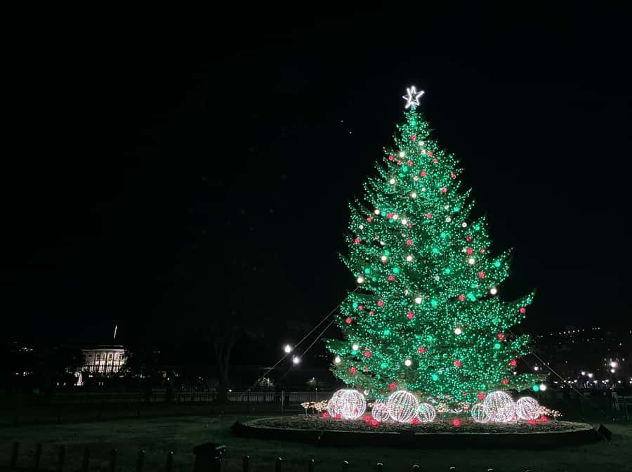 Washington, DC: Christmas Tree & Holiday Lights Bus Tour - Palmer Alley, National Mistletoe photo moment, and CityCenterDC Tree viewing